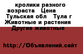 кролики разного возраста › Цена ­ 200 - Тульская обл., Тула г. Животные и растения » Другие животные   